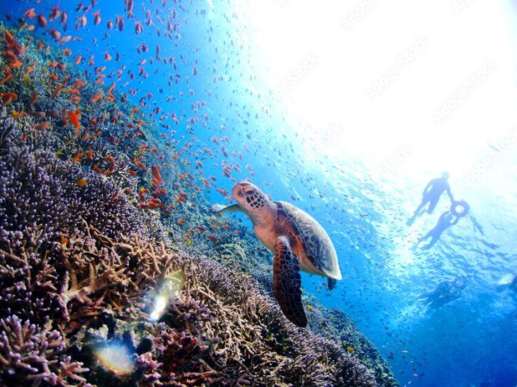 慶良間諸島のサンゴ礁で泳ぐウミガメ