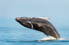 ザトウクジラ　ブリーチ