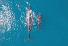 ザトウクジラ　親子