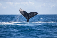 ザトウクジラ　テールスラップ