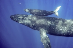 ザトウクジラ　水中を泳ぐ親子