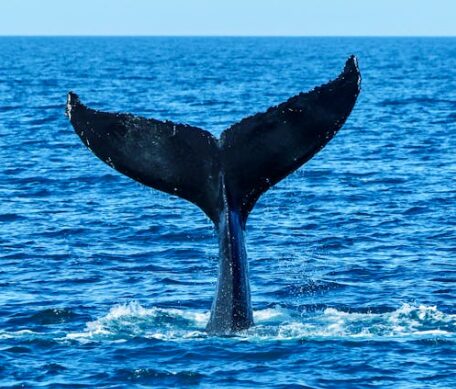 水面から飛び出すザトウクジラの尾びれ