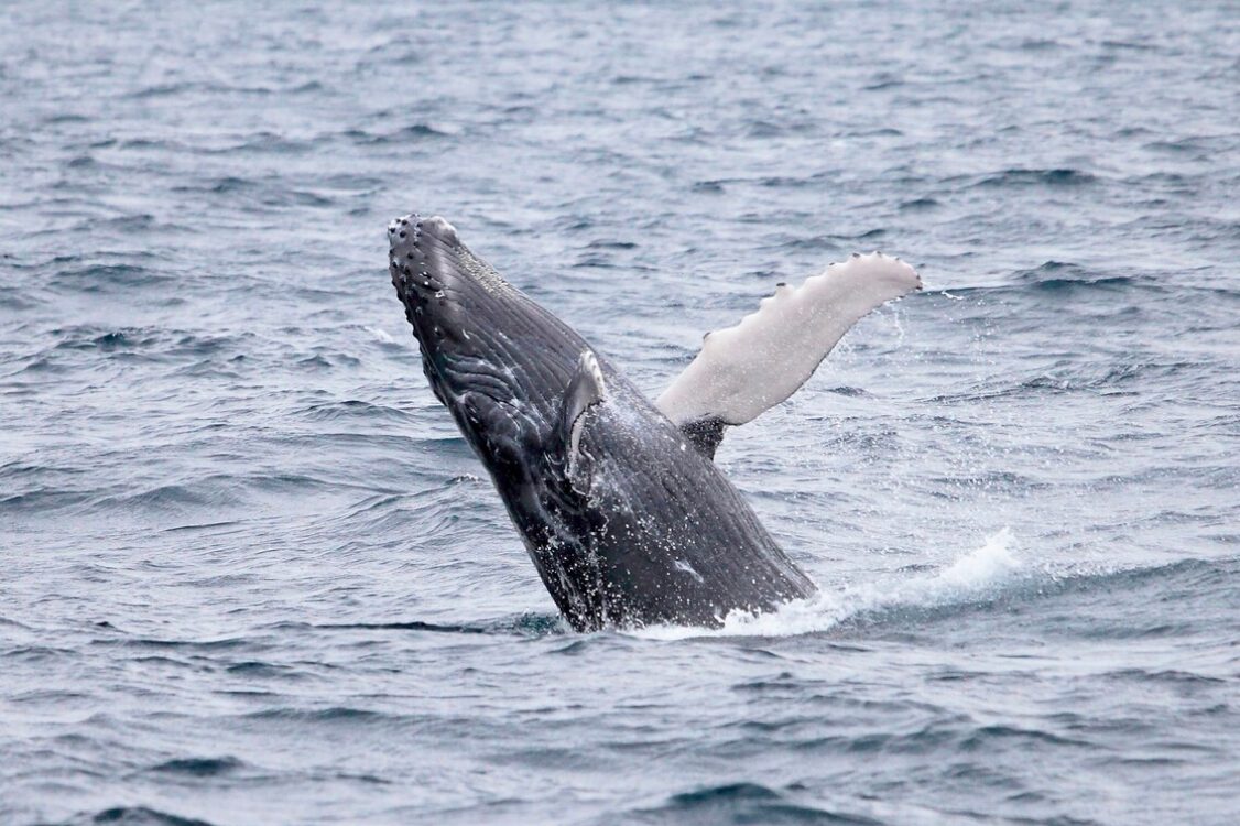 水面からブリーチングするザトウクジラ