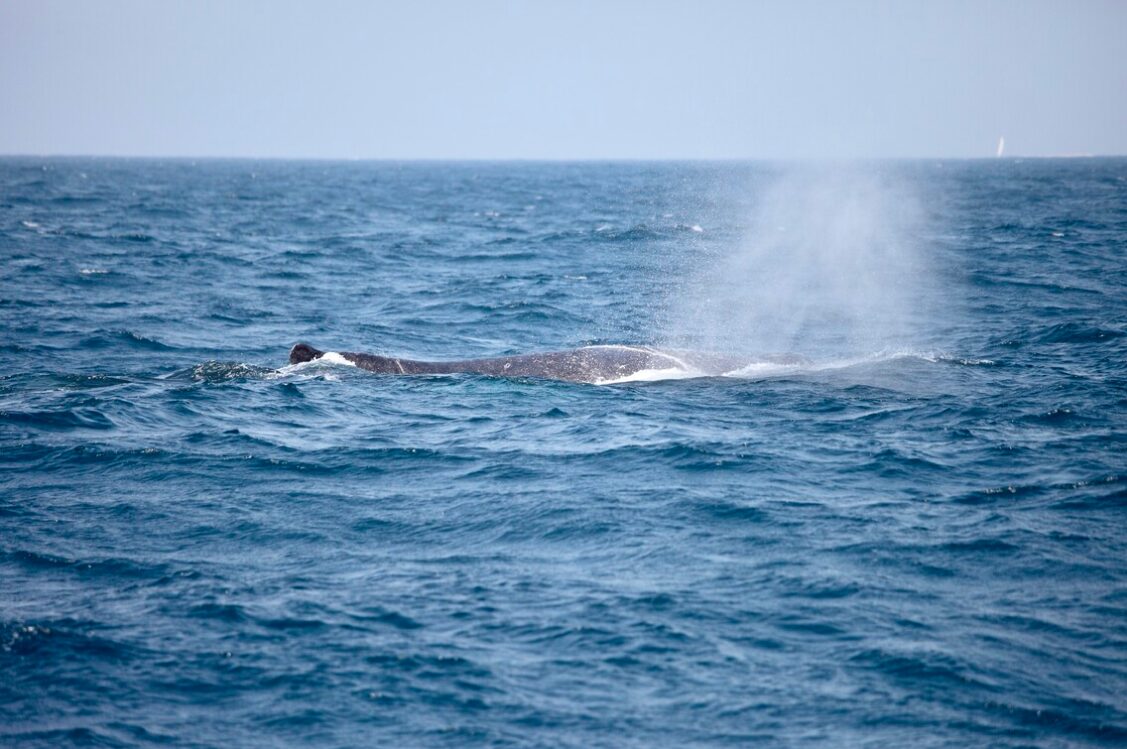 水面からブローするザトウクジラ